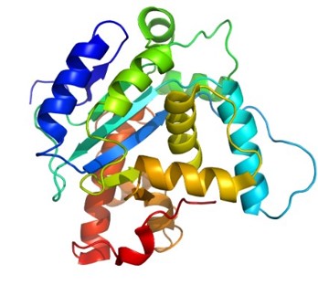 Protein Structure
